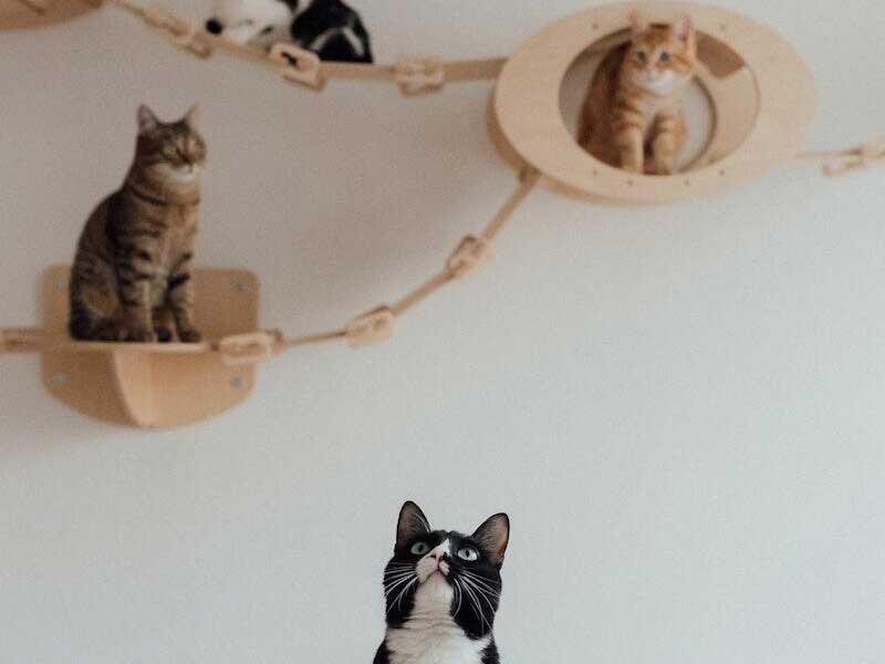 Business Operational Agility is Crucial for Becoming and Staying Competitive